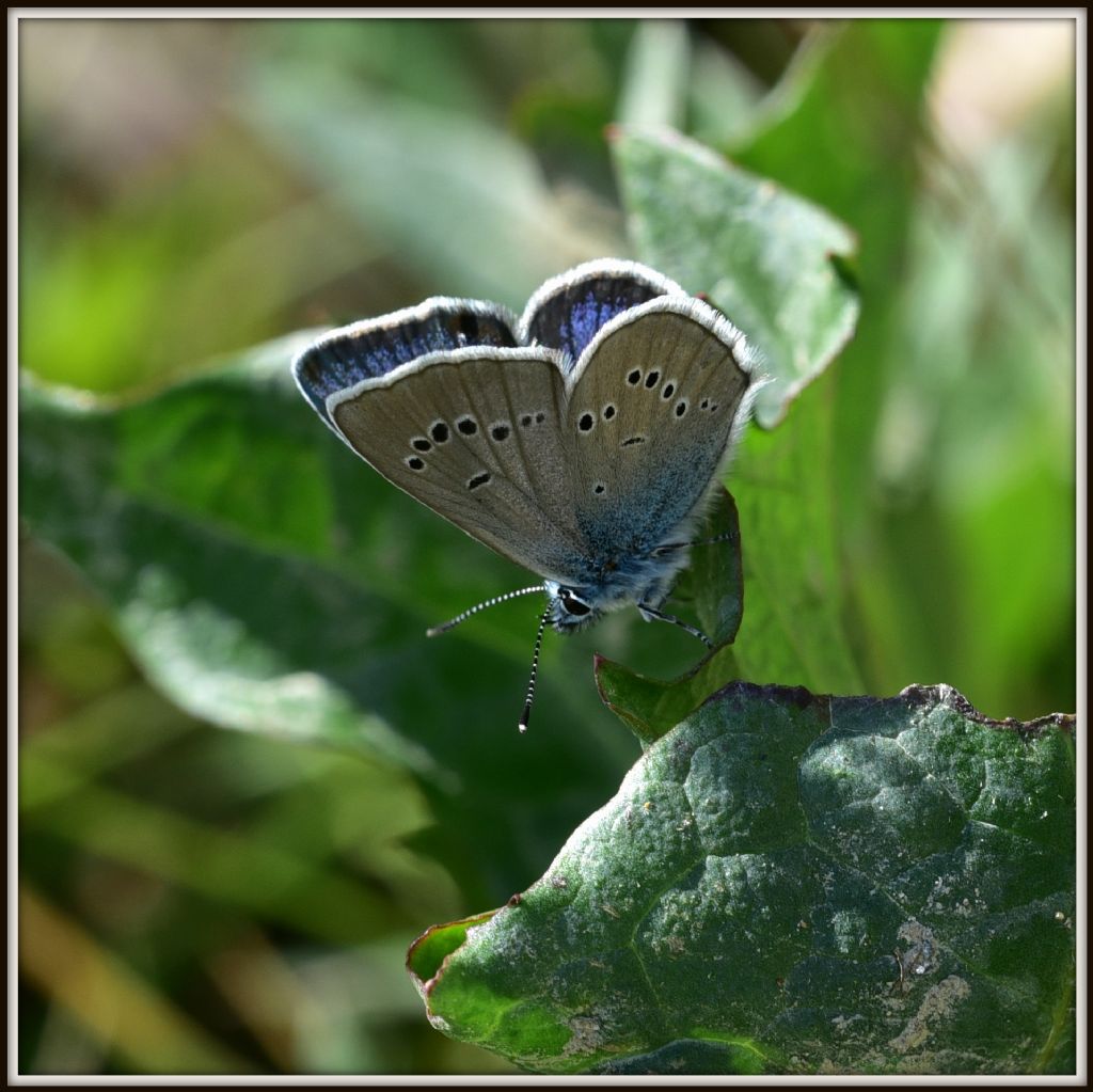 Glaucopsyche alexis?  No, Cyaniris semiargus
