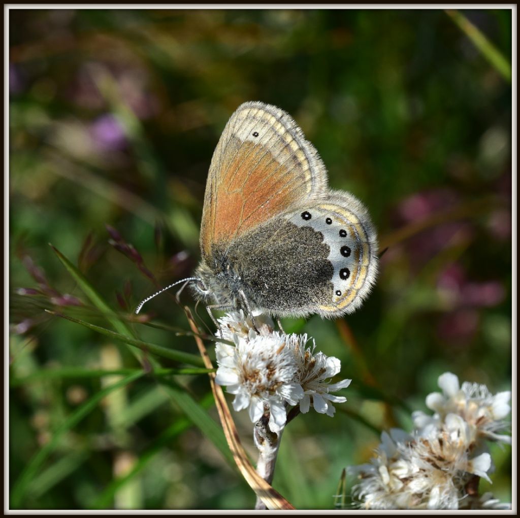 Coenonympha gardetta