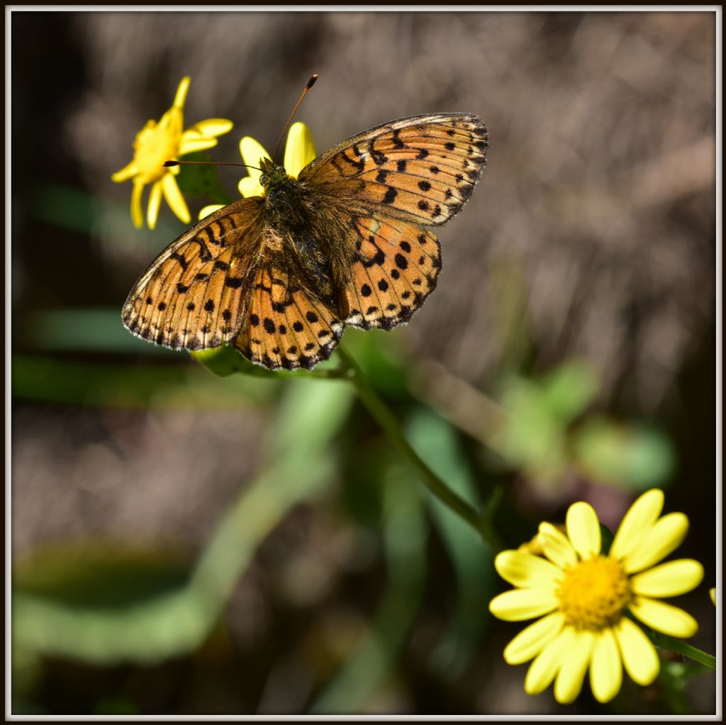 Melitaea cinxia?