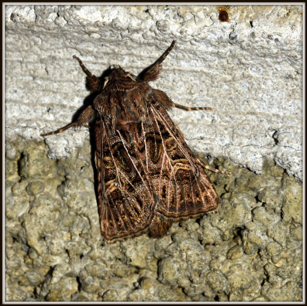 Tholera decimalis (Noctuidae)