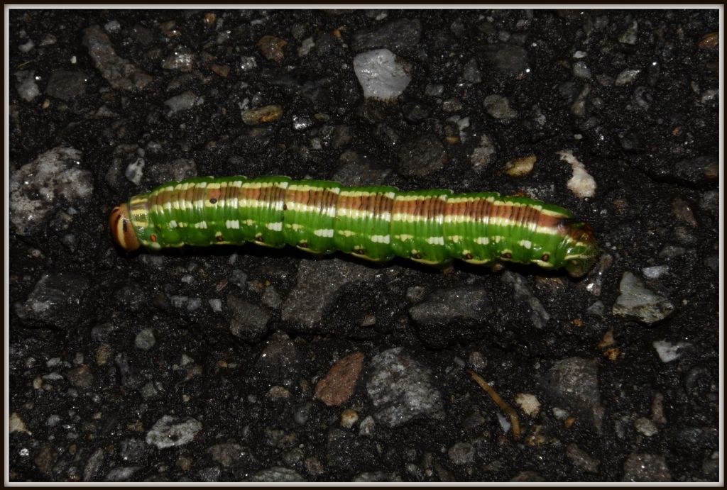Sphinx (ex Hyloicus) pinastri