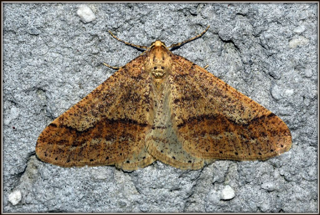 Falene: Agriopis marginaria e Lycia hirtaria - Geometridae