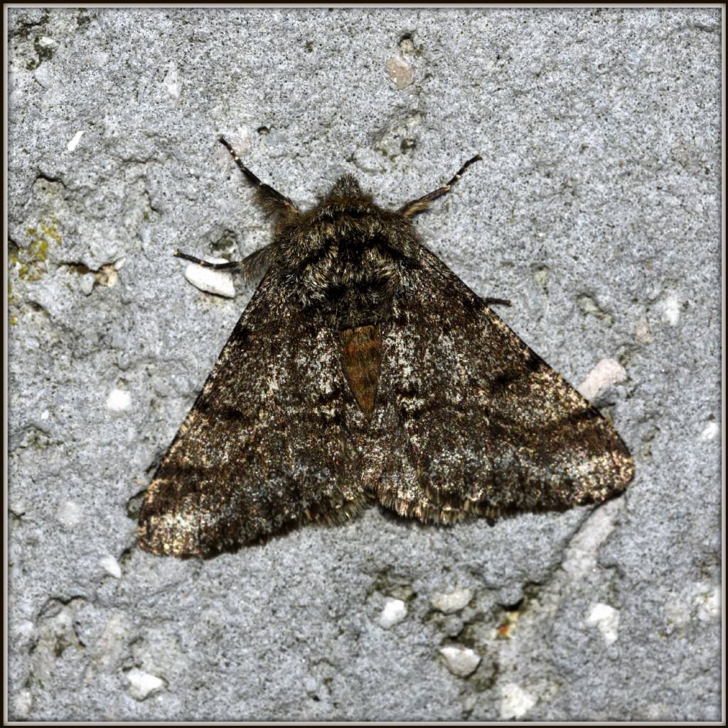 Falene: Agriopis marginaria e Lycia hirtaria - Geometridae