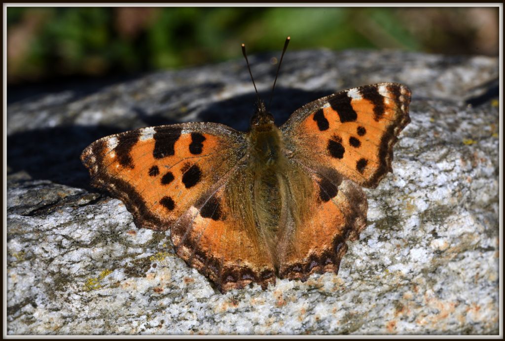 Nymphalis polychloros