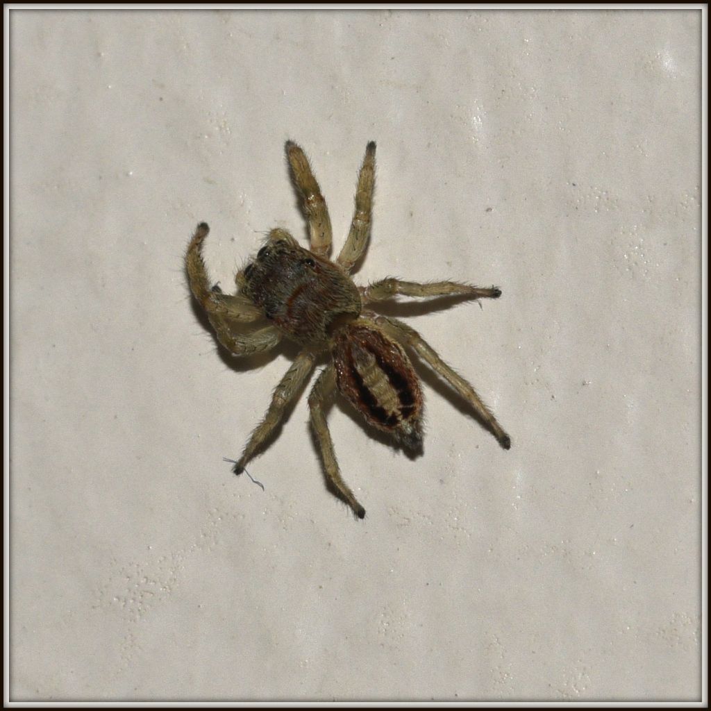 Salticidae in casa: Icius sp. - Bellinzona (Svizzera  - TI)