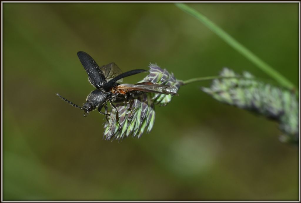 Forse Elateride, ma quale?  Melanotus o Cidnopus sp.