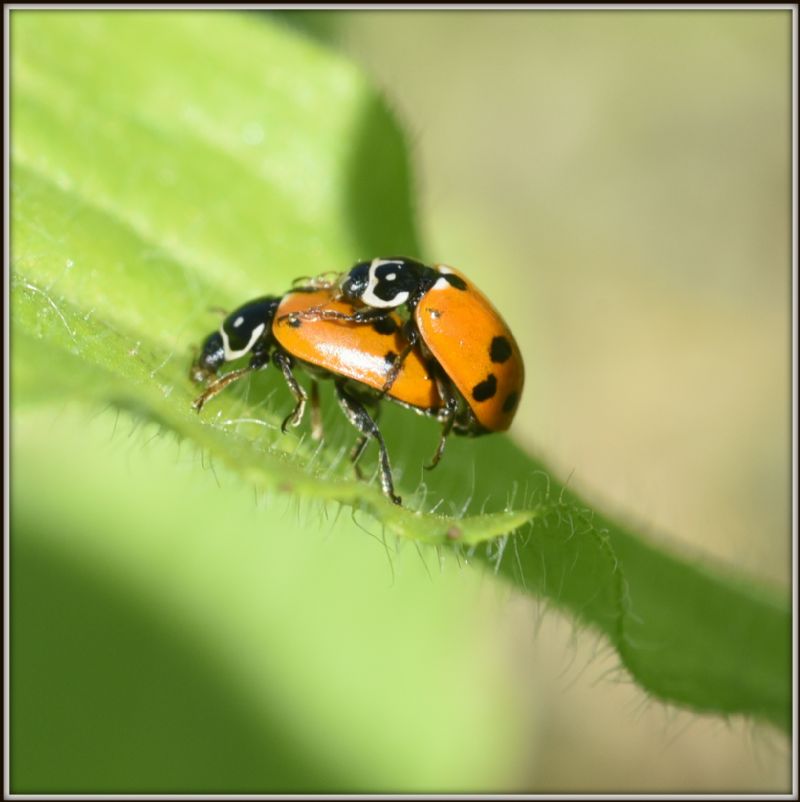 Hippodamia (Adonia) variegata? S.