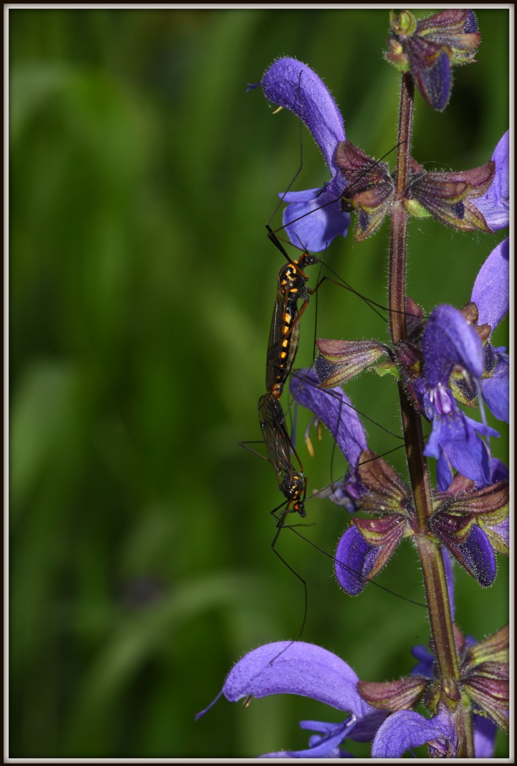 Tipulidae: Nephrotoma crocata