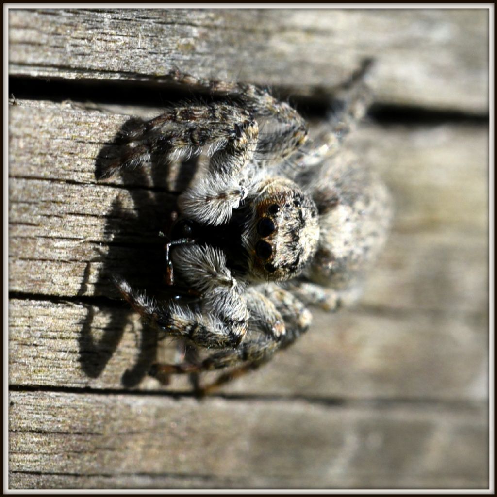 Marpissa muscosa? No, Pseudicius sp. - Camorino (Svizzera -TI)