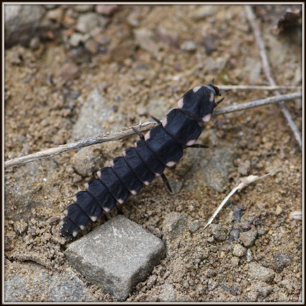 Lampyridae: larva di Lampyris sp.