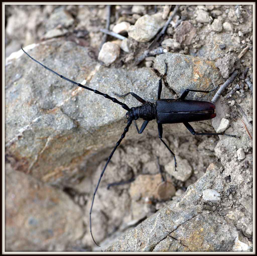 Cerambyx cerdo