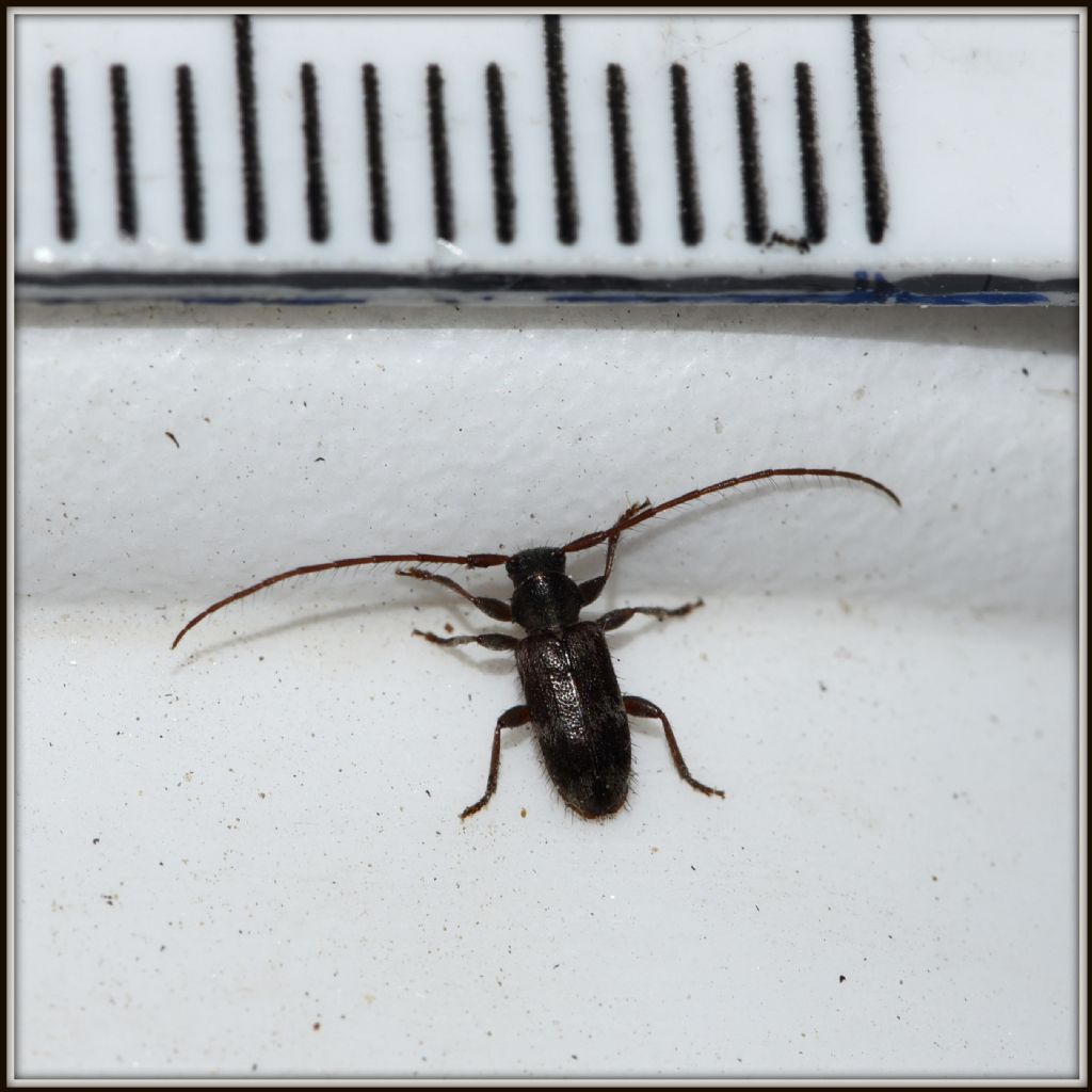 Cerambycidae minuscolo: Exocentrus cfr- lusitanus