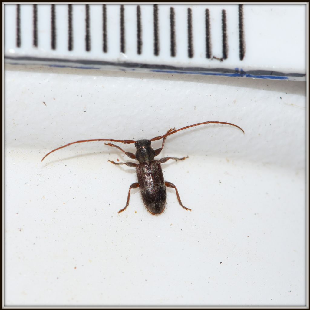 Cerambycidae minuscolo: Exocentrus cfr- lusitanus