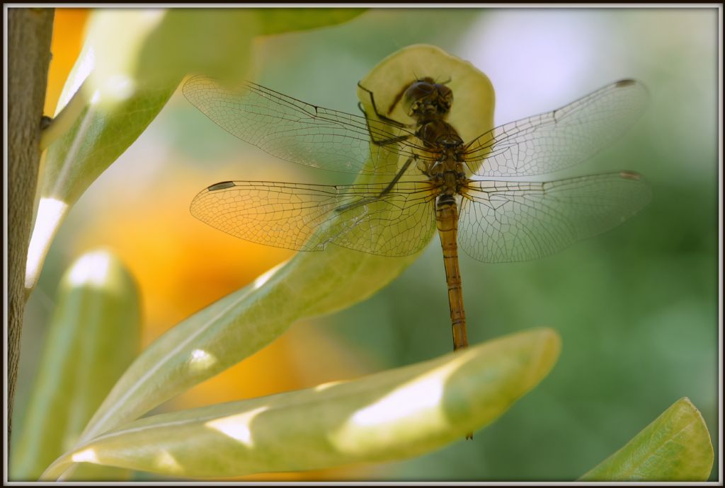 Femmina di Sympetrum sanguineum