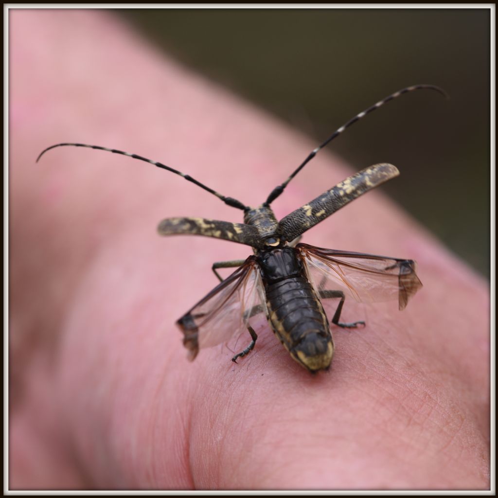 Cerambycidae: Monochamus... e poi?  Monochamus galloprovincialis, femmina