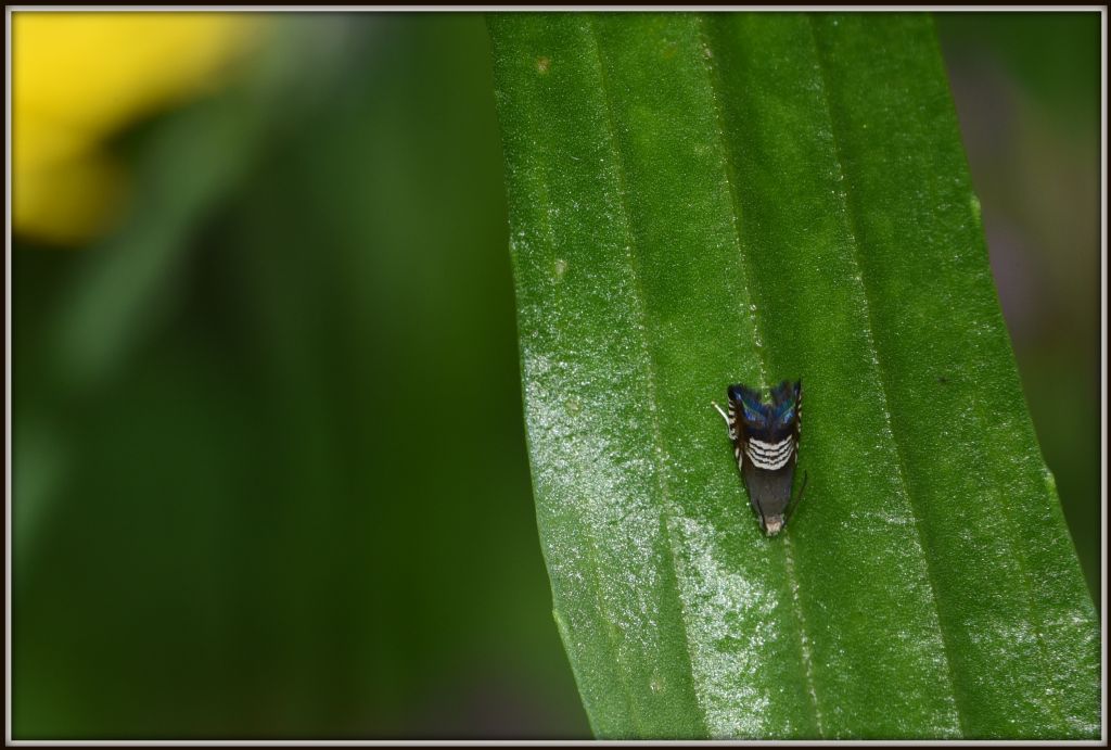 Microlepidottero: Grapholita compositella - Tortricidae