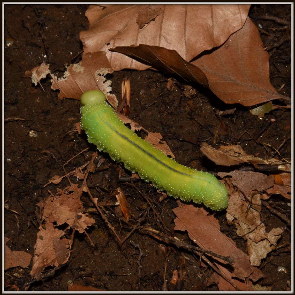Ancora un bruco: Cimbex sp., Cimbicidae