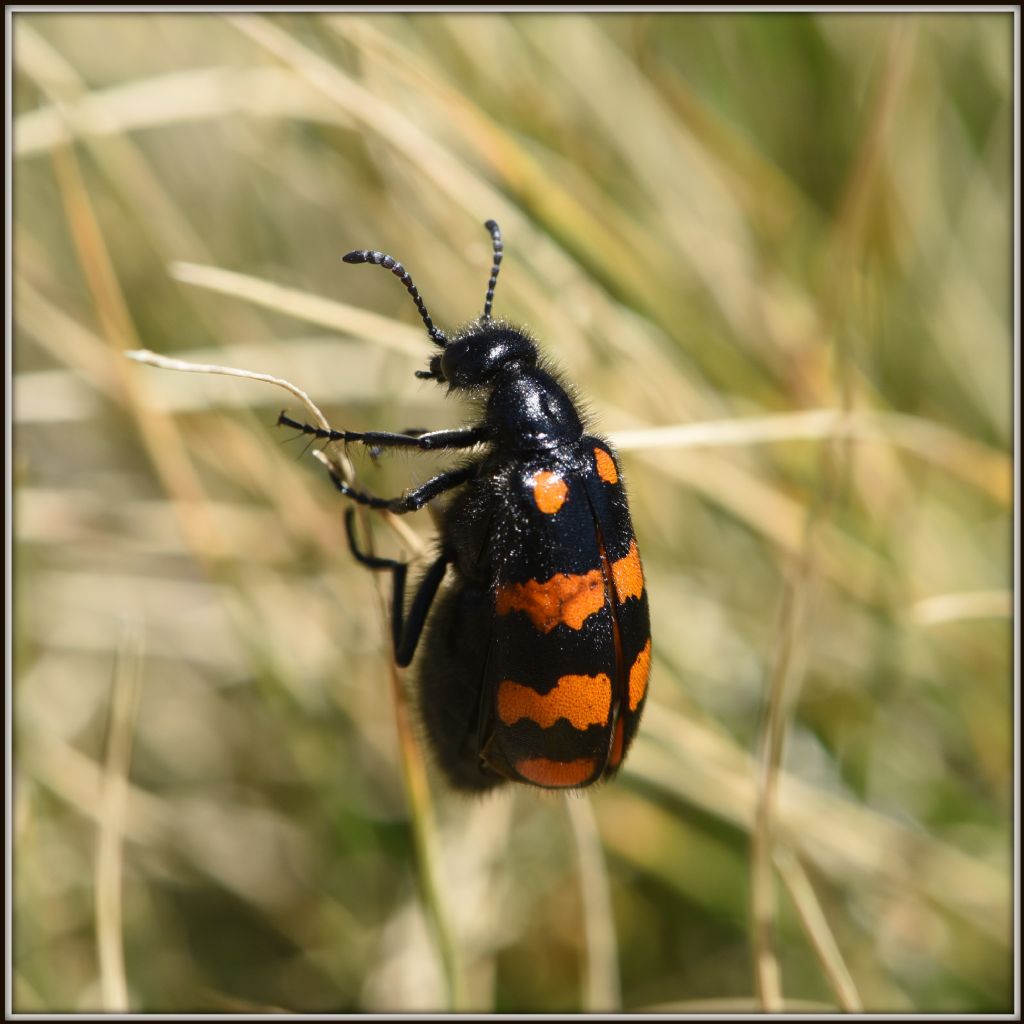 Meloidae: Mylabris variabilis oppure Hycleus polymorphus? H. polymorphus!