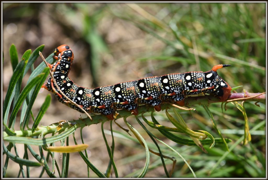 Hyles euphorbiae bruco