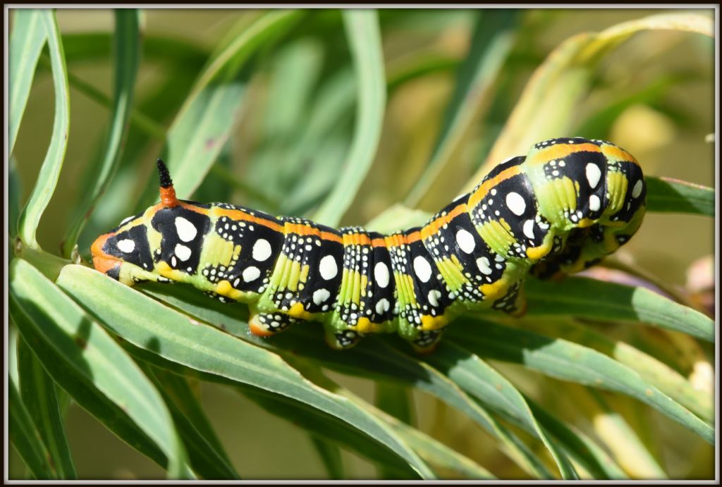Hyles euphorbiae bruco
