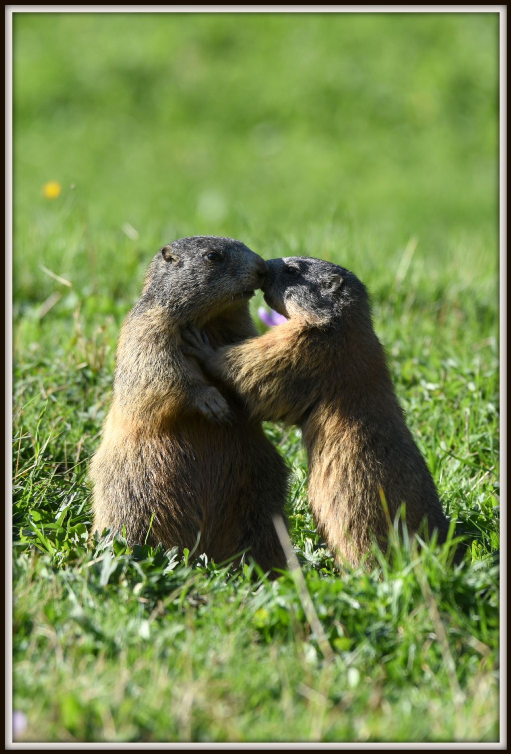 Per tutti, il bacio della buona notte