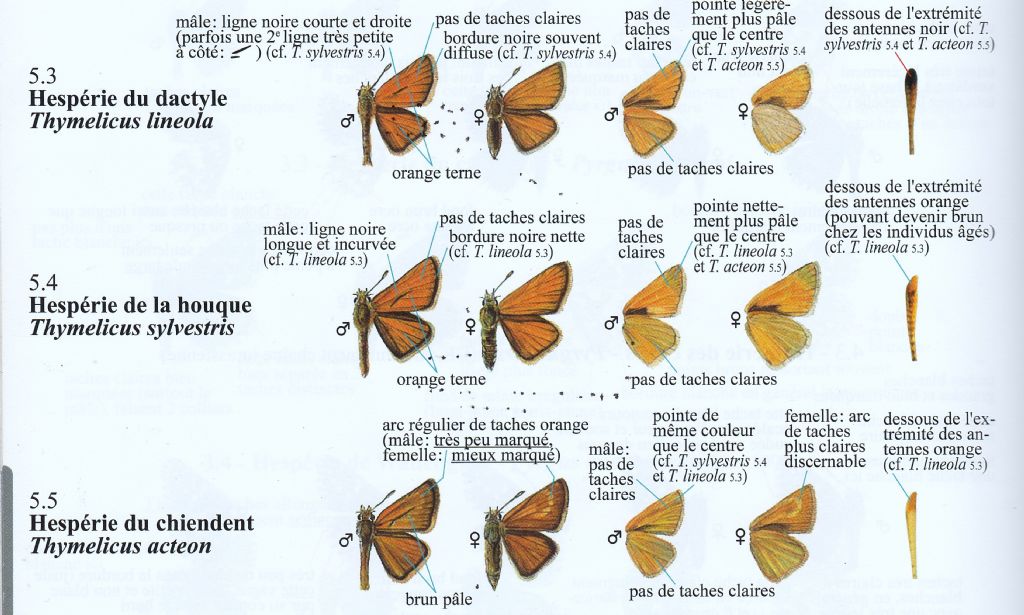 Tymelicus acteon o sylvestris?  Tymelicus acteon