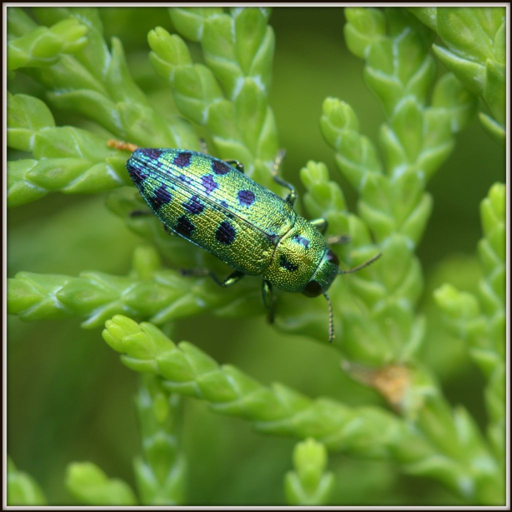 Buprestidae: Palmar festiva (= Lamprodila (Palmar) festiva)