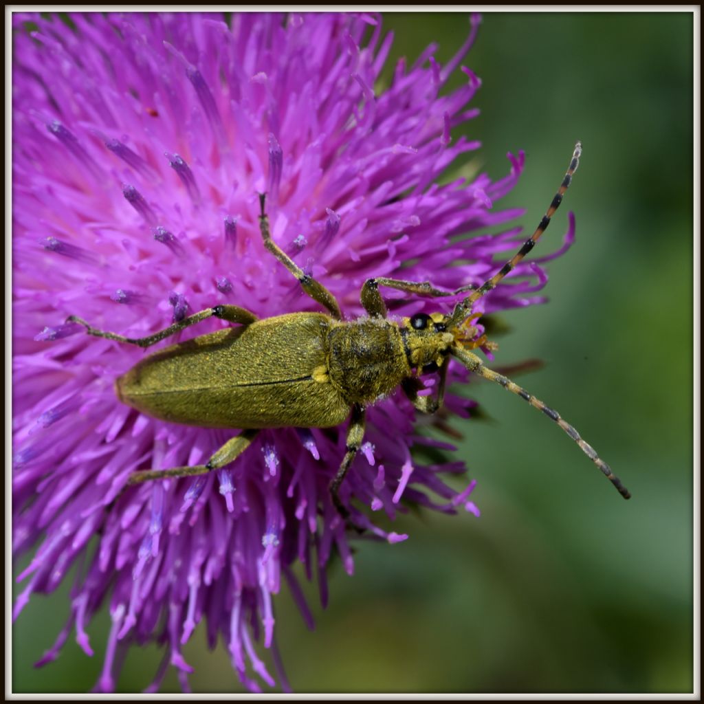 Cerambycidae: Clytus arietis e Lepturobosca virens