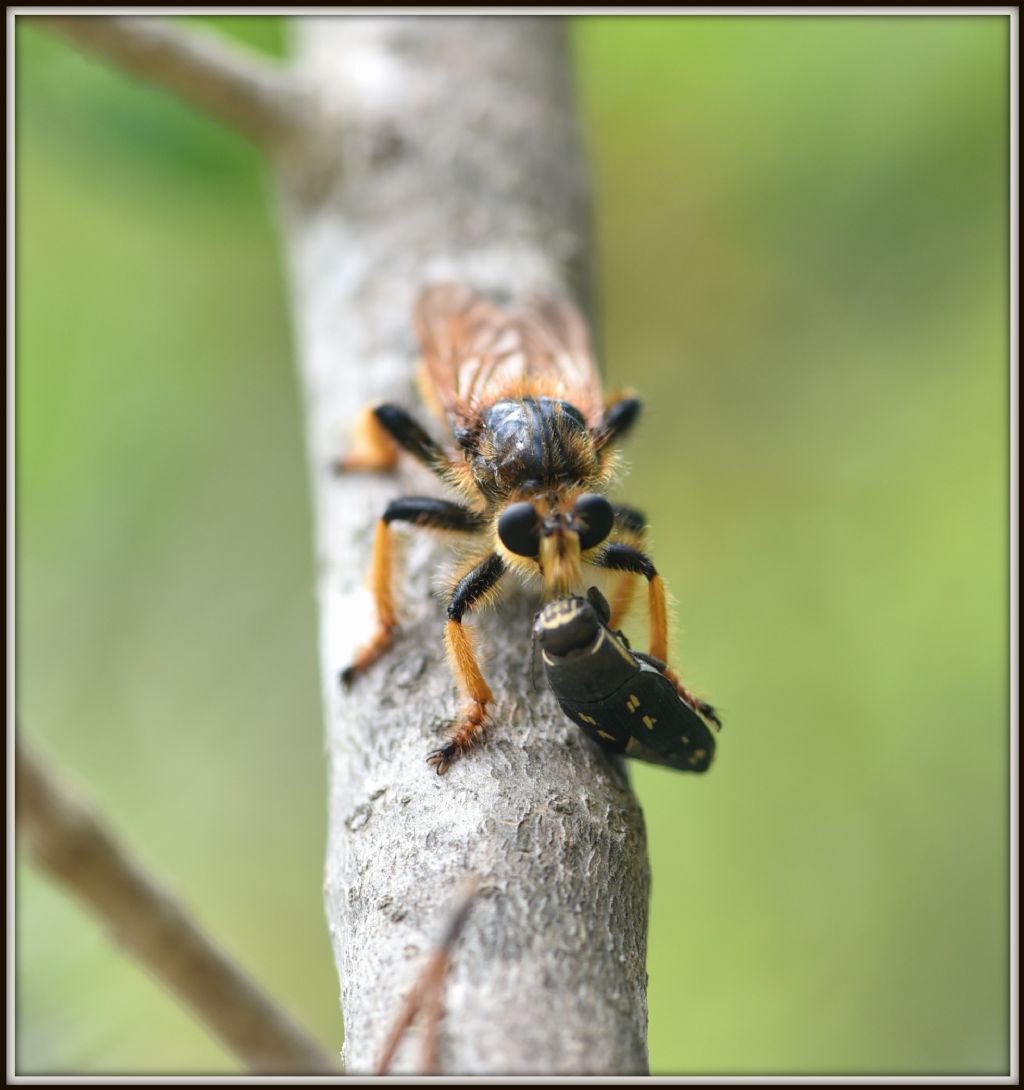 Buprestis novemmaculata (predata da Asilidae)