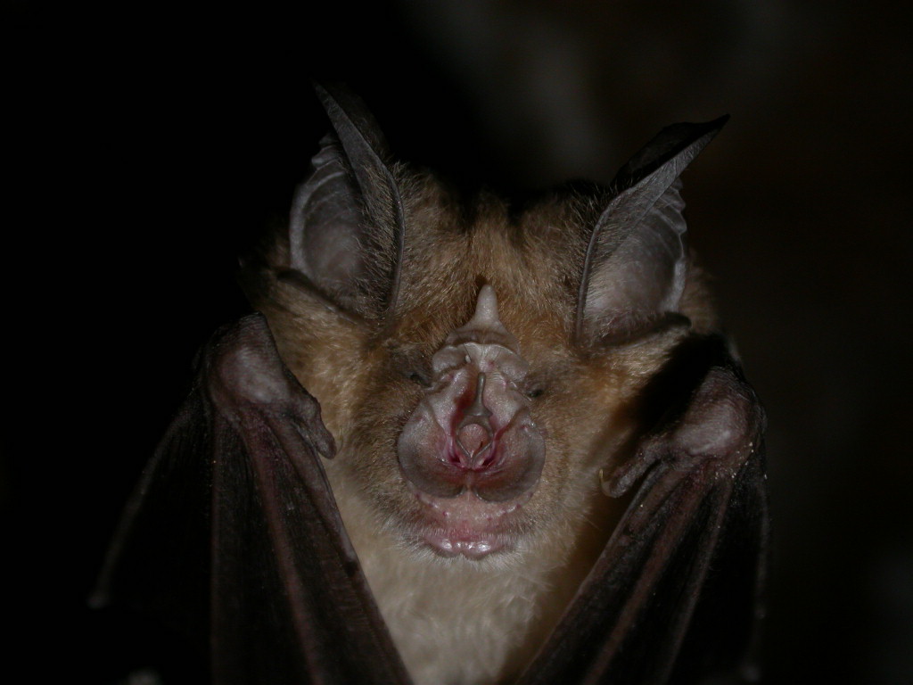 Rhinolophus da det.
