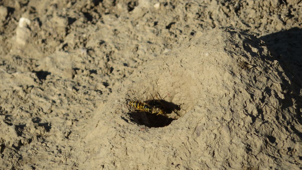 Vespula germanica, nido sotterraneo