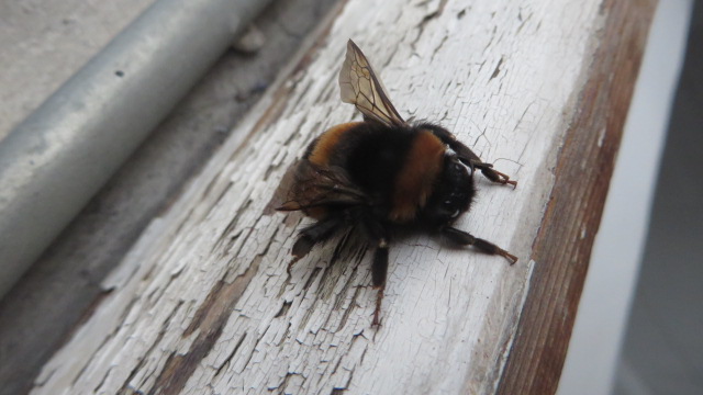 Bombo con neve: Bombus gr. terrestris