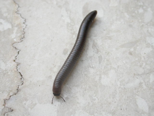 Di quale specie si tratta?