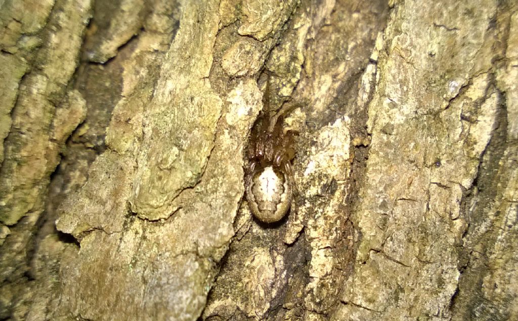 Zygiella x-notata - Francavilla Fontana (BR)