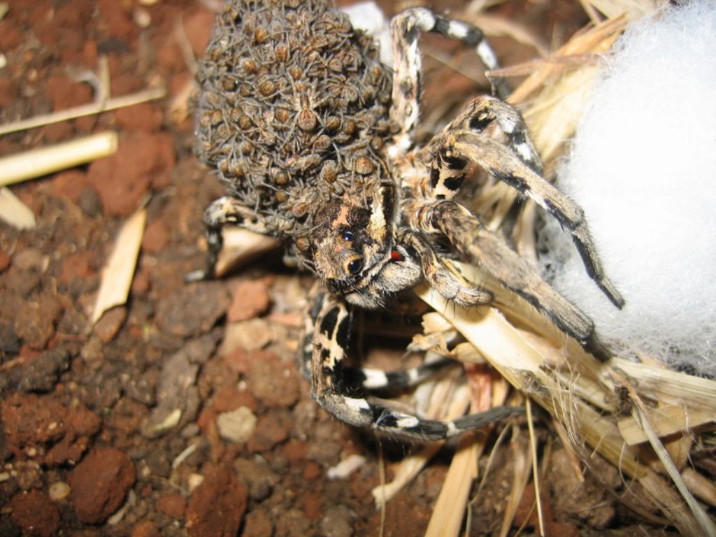 Lycosa tarantula con prole - San Giovanni Rotondo (FG)
