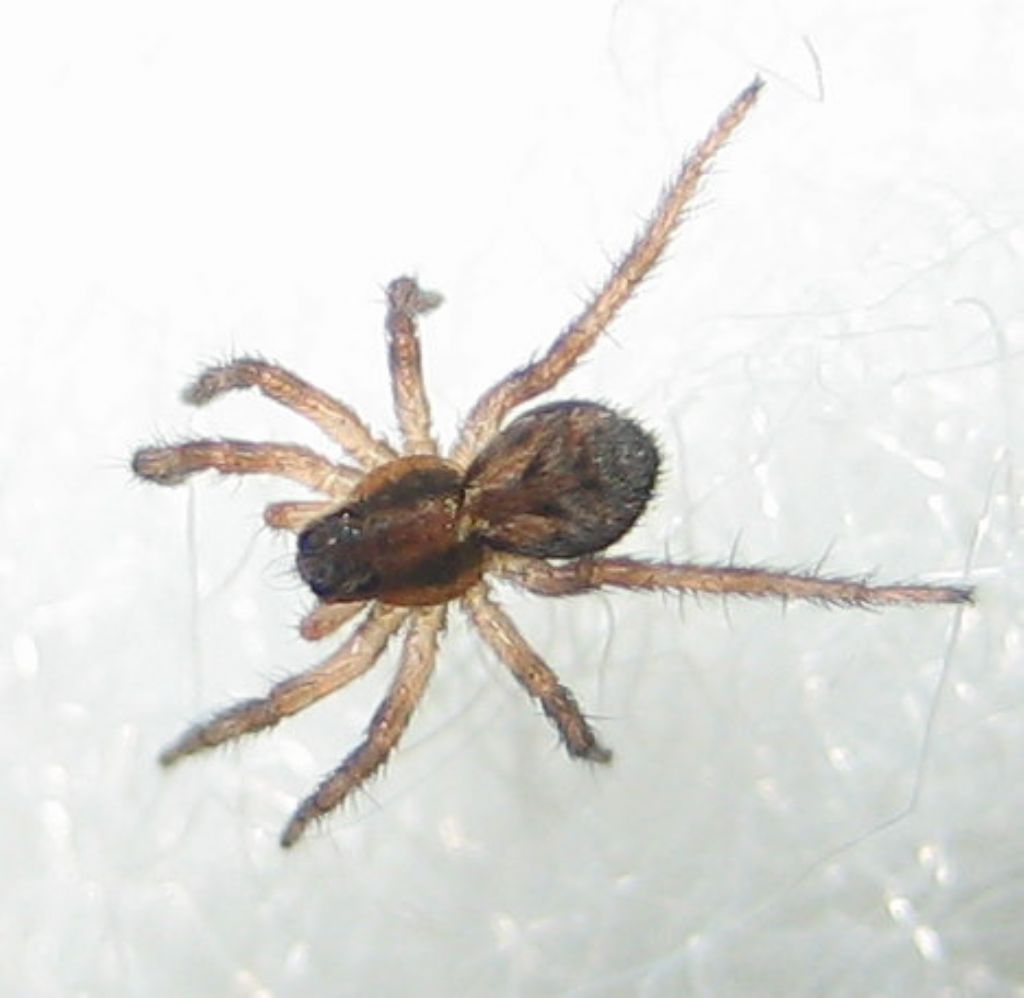 Lycosa tarantula con prole - San Giovanni Rotondo (FG)