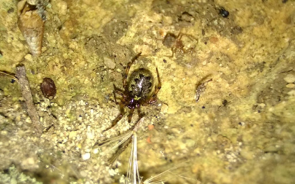 Enoplognatha mandibularis - Parco La Vela (TA)