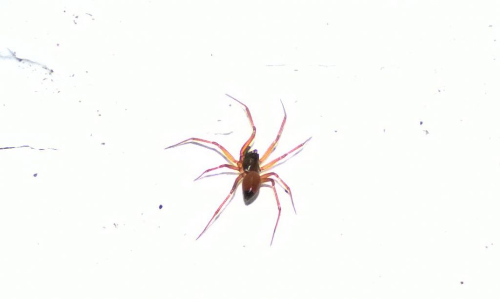 Ostearius melanopygius con acaro - Francavilla Fontana (BR)