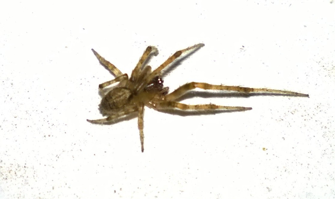 Zygiella sp. - Francavilla Fontana (BR)