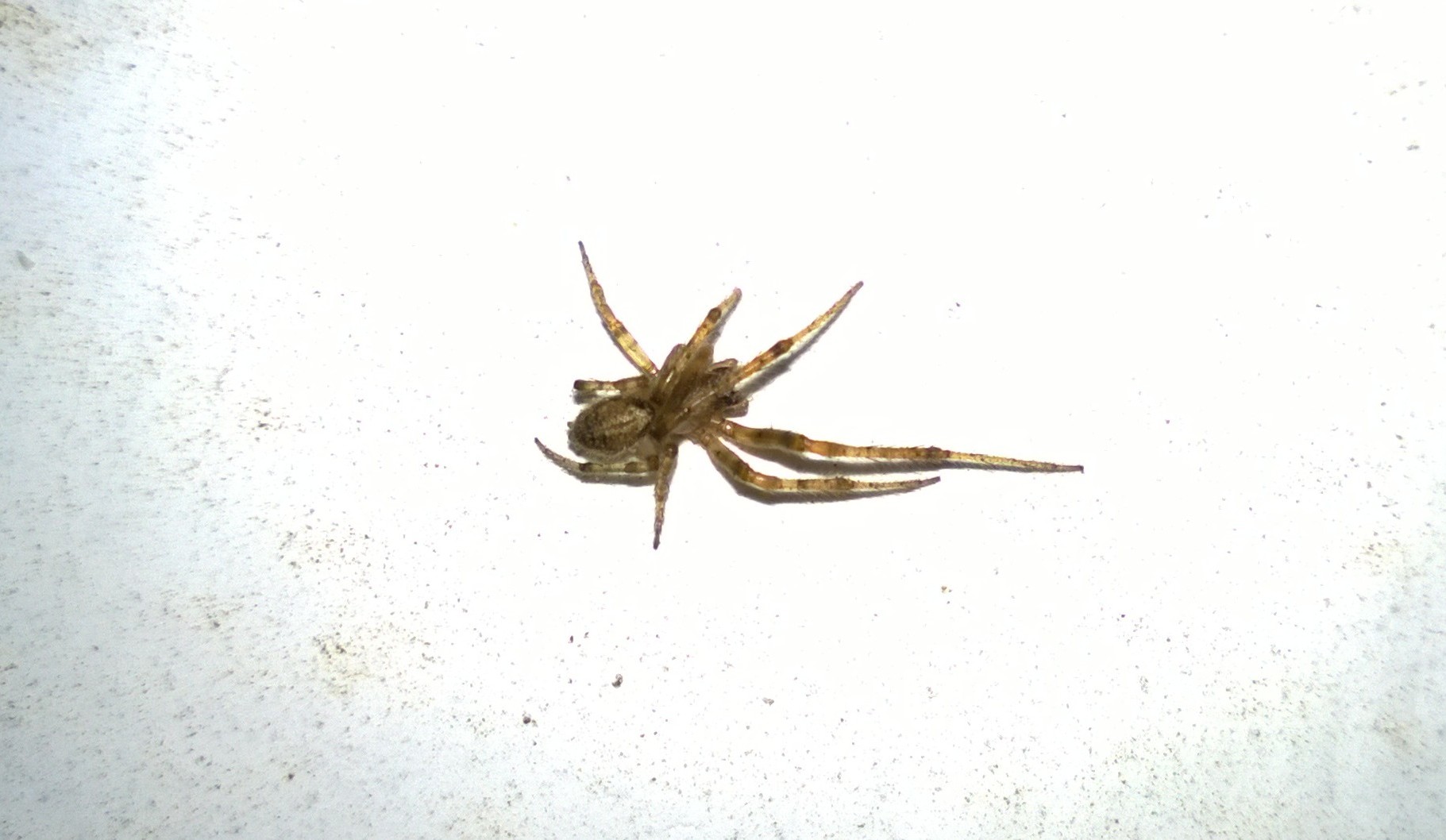 Zygiella sp. - Francavilla Fontana (BR)