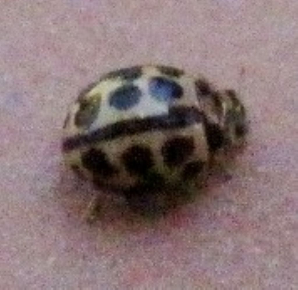 Coccinella: Tytthaspis sedecimpunctata