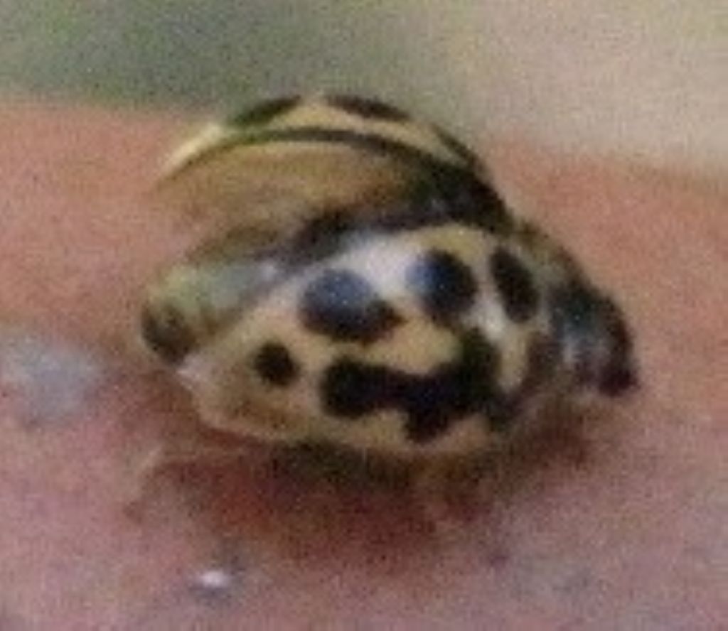 Coccinella: Tytthaspis sedecimpunctata