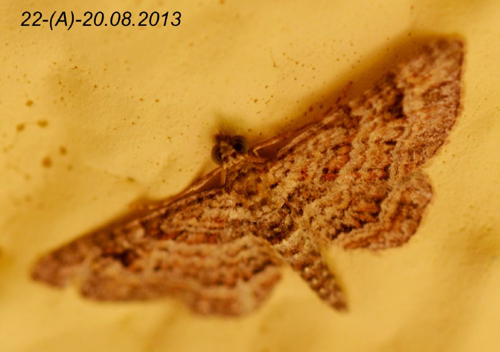 Falena da determinare