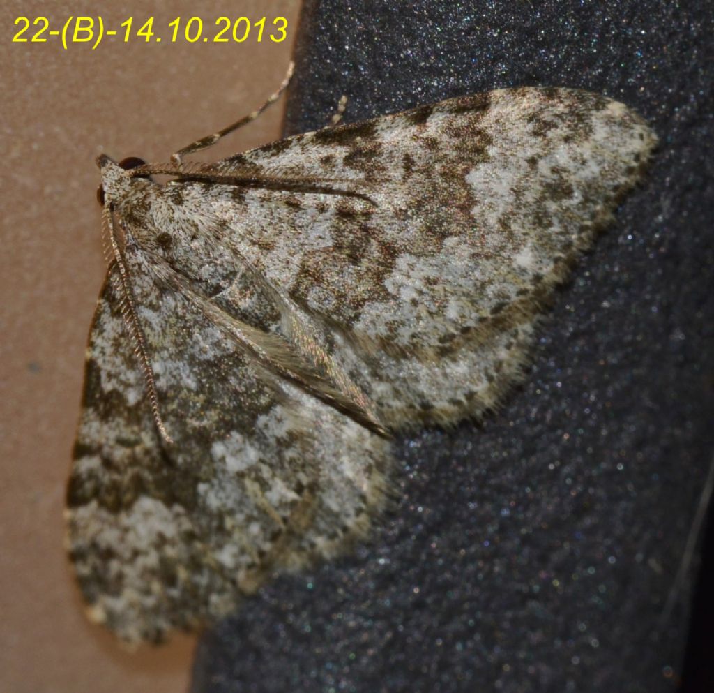 Falena da determinare