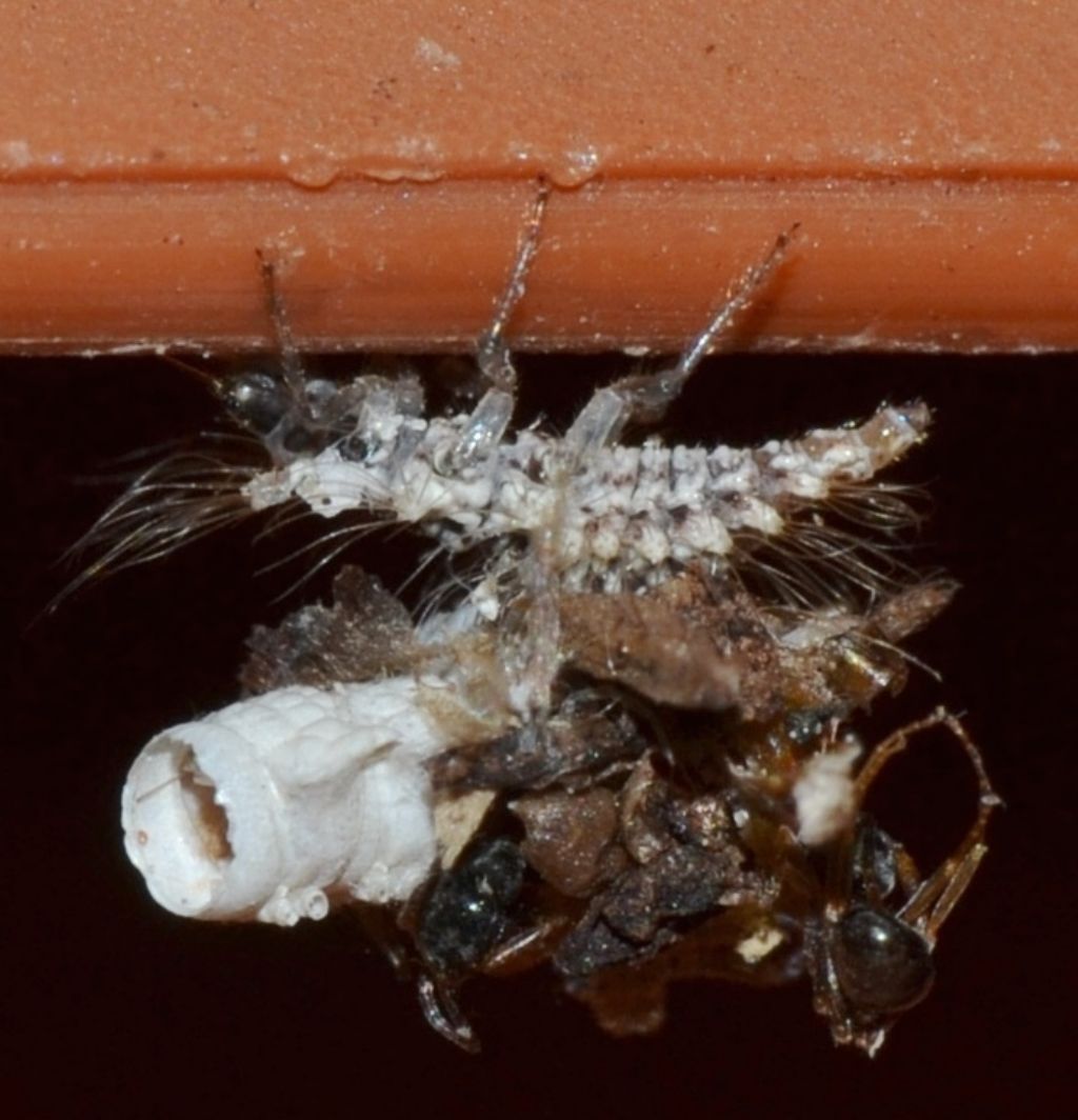 larva di Chrysopidae: Pseudomallada sp.