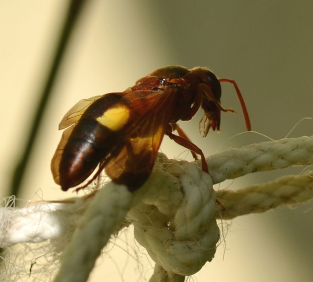 Rhynchium oculatum