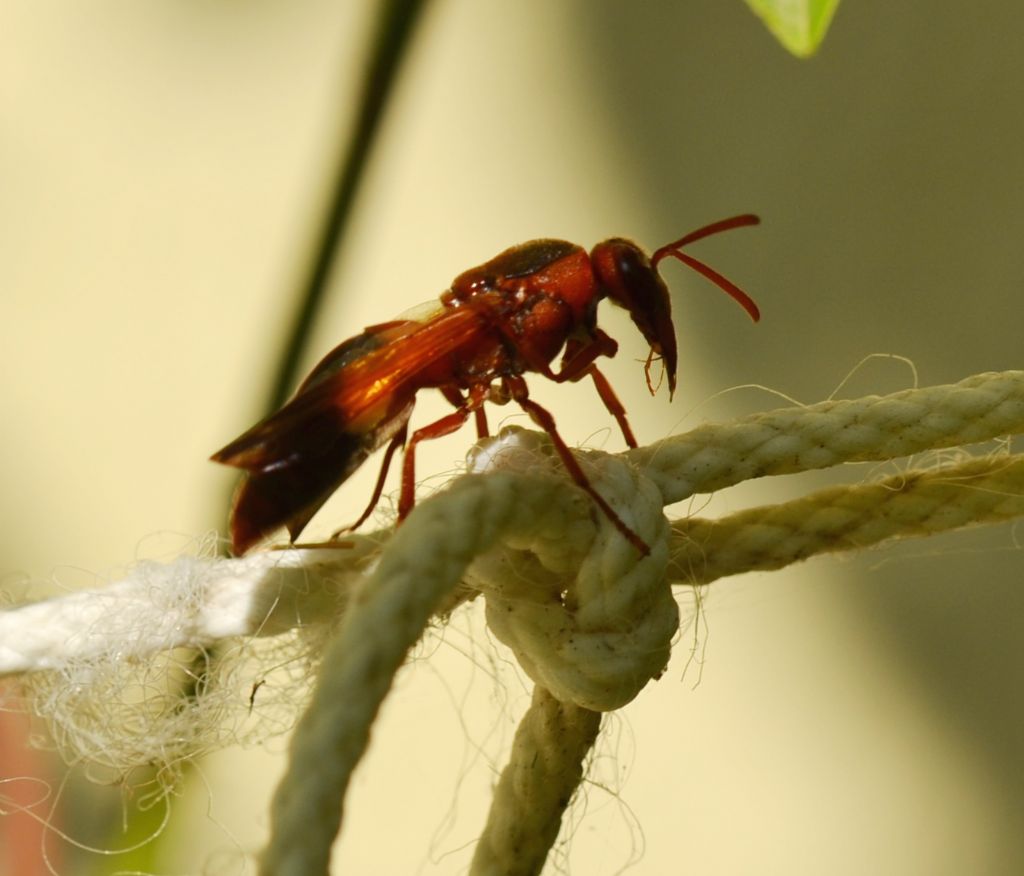 Rhynchium oculatum