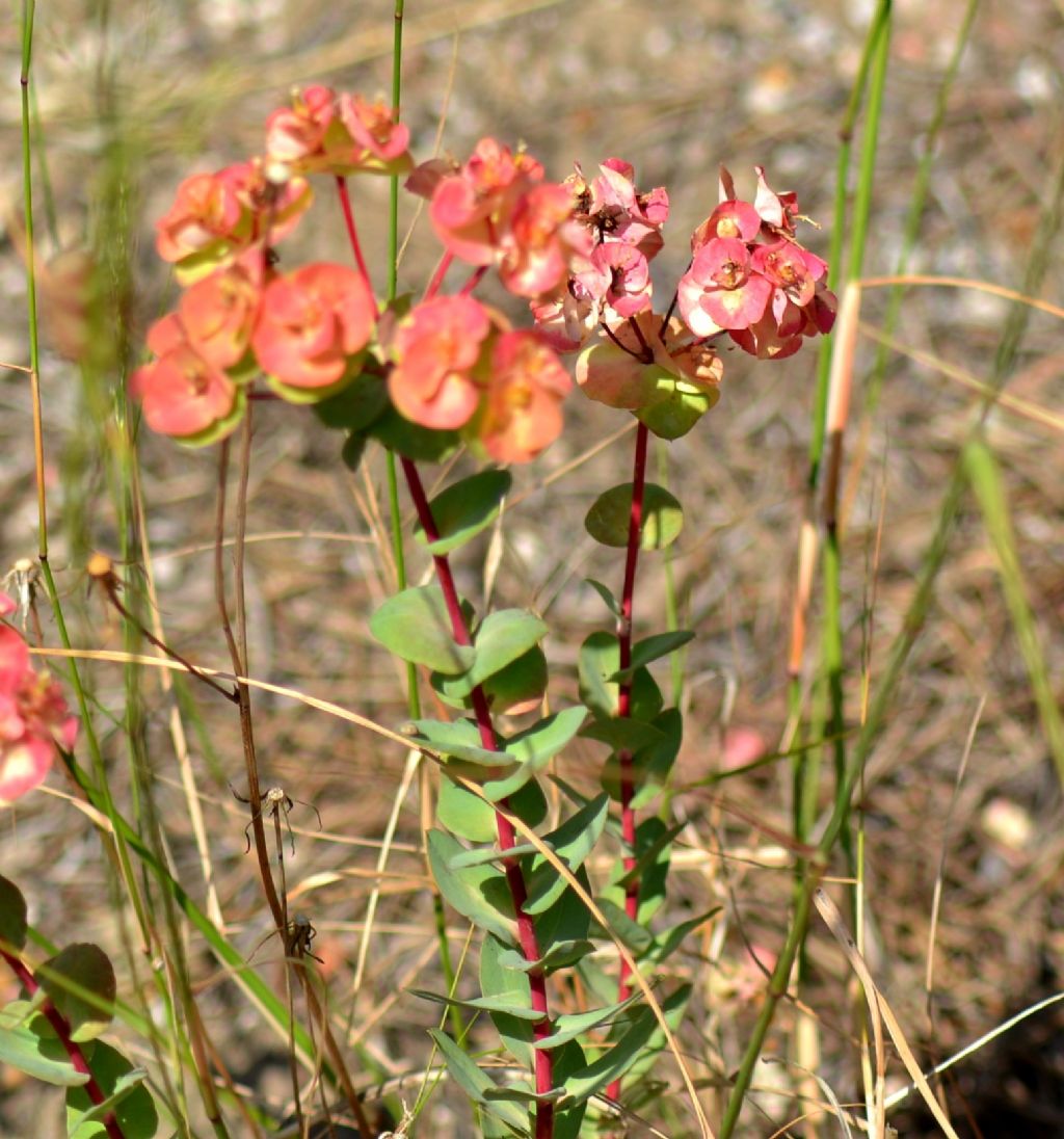 Euphorbia barrelieri / Euforbia di Barrelier