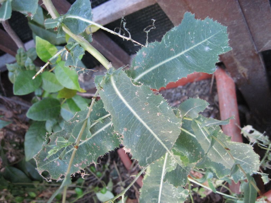 Pianta da determinare - Lactuca sp.