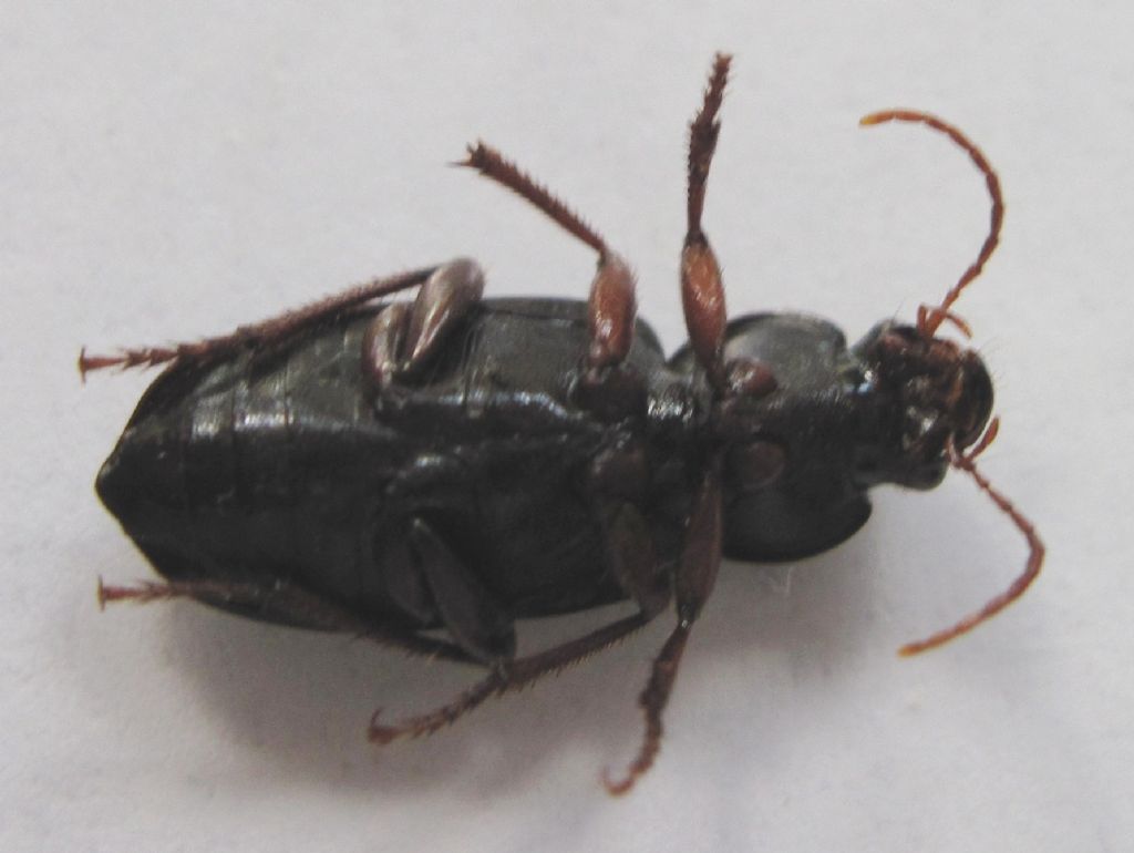 Coleottero da identificare: Ophonus sp.